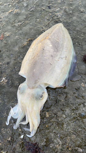 モンゴウイカの釣果