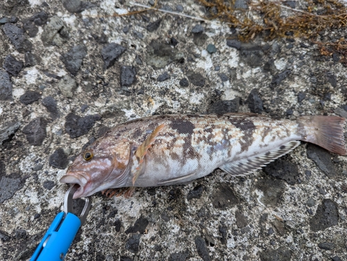 アイナメの釣果