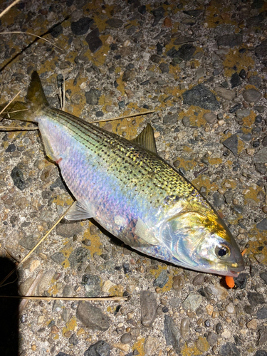 コノシロの釣果