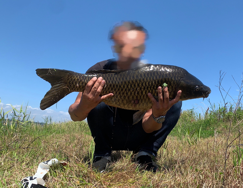 コイの釣果