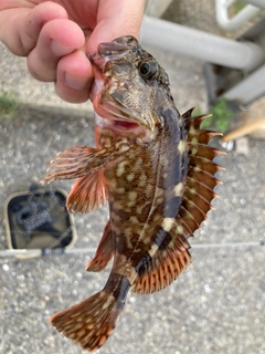 カサゴの釣果