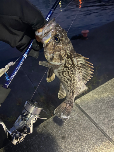 クロソイの釣果