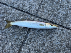 カマスの釣果