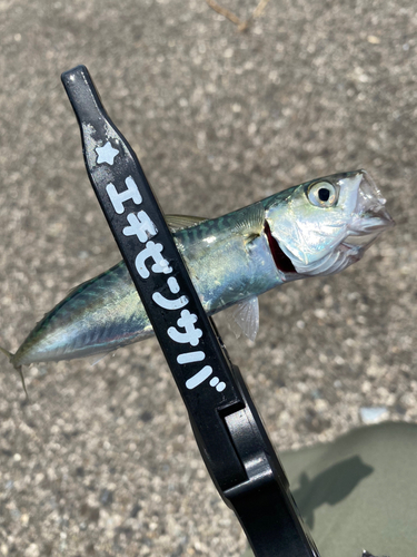 サバの釣果