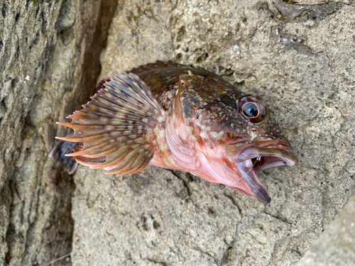 カサゴの釣果