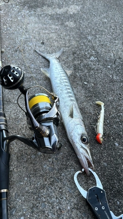 オオカマスの釣果