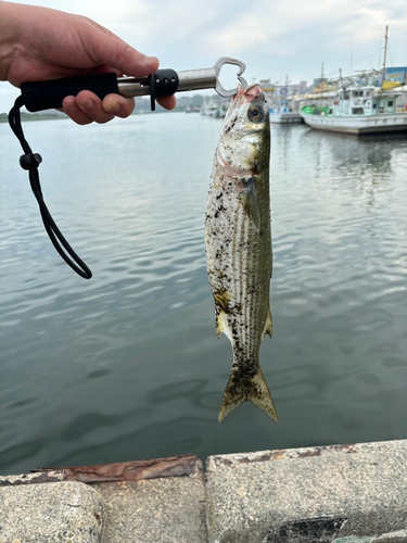 ボラの釣果