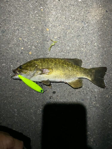 スモールマウスバスの釣果