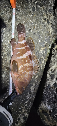 アコウの釣果