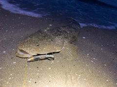 マゴチの釣果