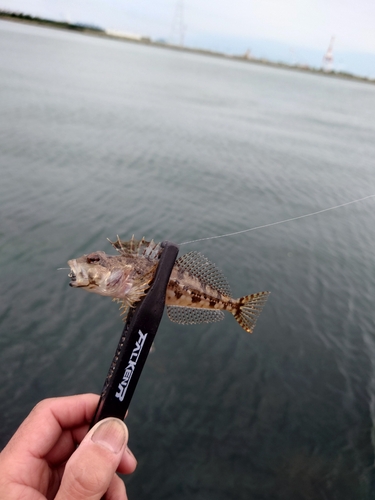 ハゼの釣果