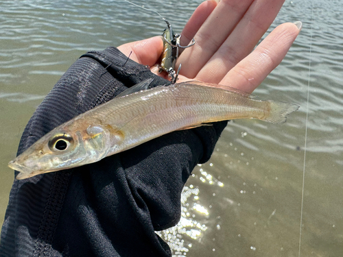 キスの釣果