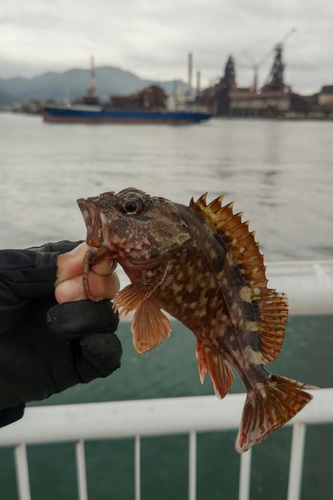 アラカブの釣果