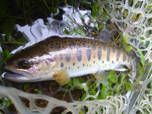 ヤマメの釣果