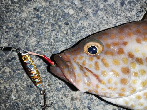 オオモンハタの釣果