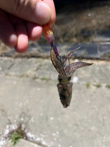 ヒイカの釣果