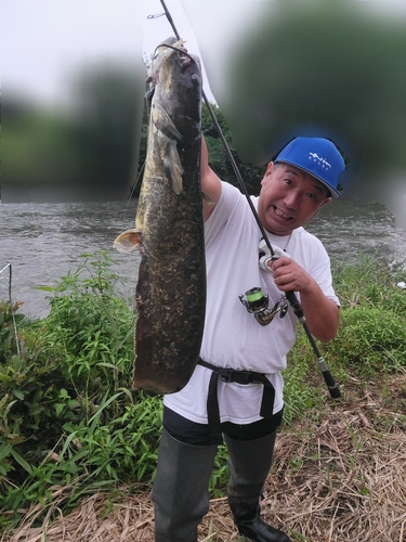 ナマズの釣果