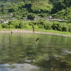 アユの釣果