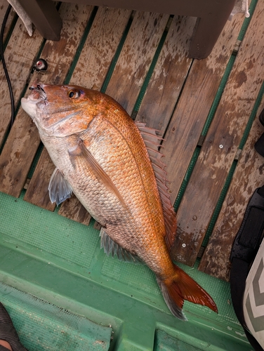 マダイの釣果