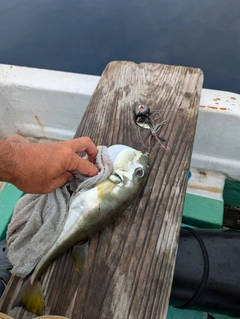 シロサバフグの釣果