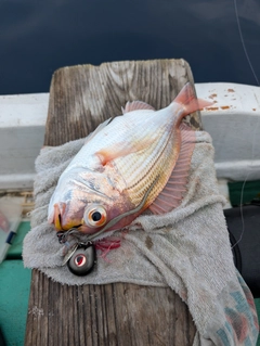 レンコダイの釣果