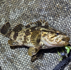 タケノコメバルの釣果