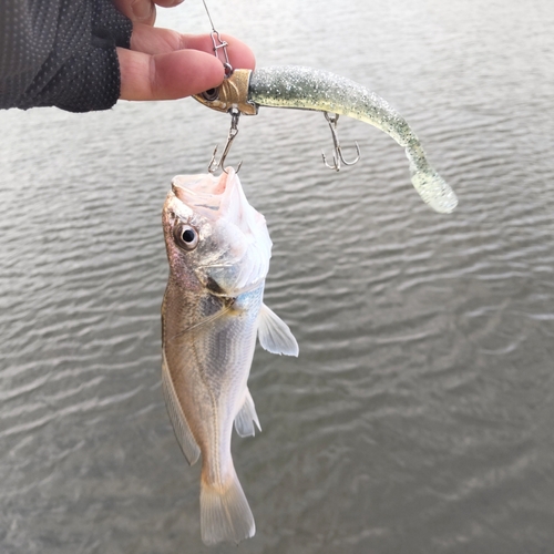 イシモチの釣果