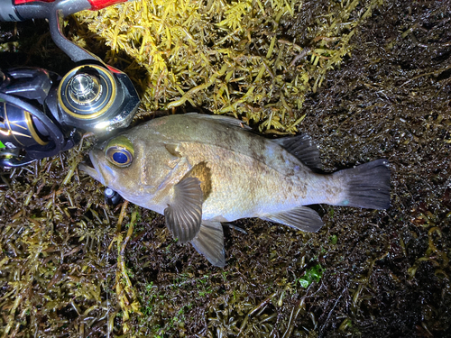 シロメバルの釣果