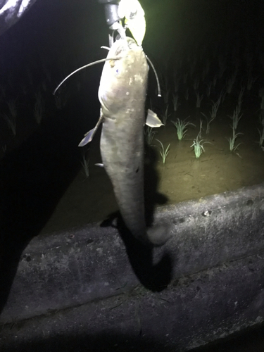 マナマズの釣果