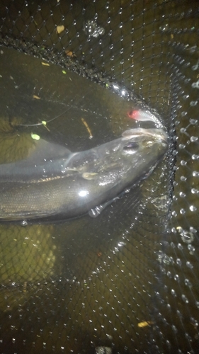 スズキの釣果