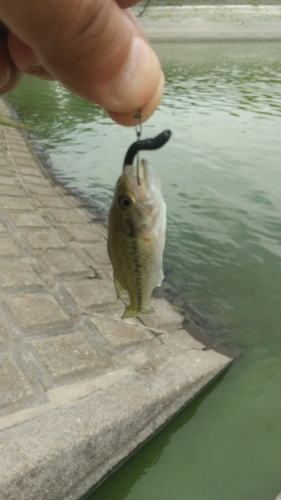 ラージマウスバスの釣果