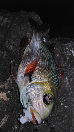 ヨコシマクロダイの釣果