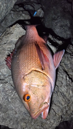 バラフエダイの釣果