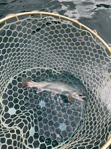 ミヤベイワナの釣果