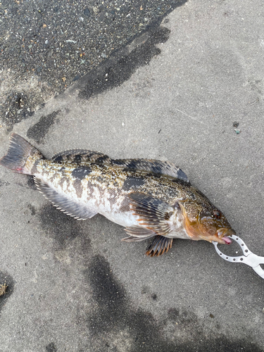 アイナメの釣果