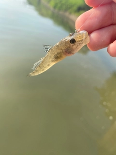 マハゼの釣果