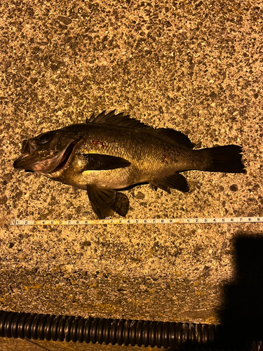 クロメバルの釣果