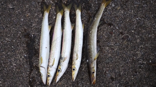 カマスの釣果