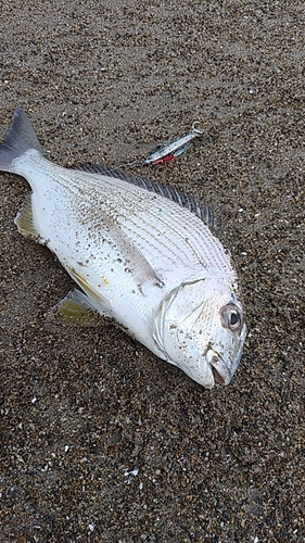 ヘダイの釣果