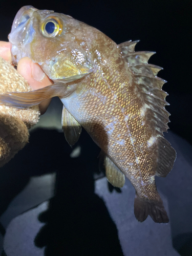 エゾメバルの釣果