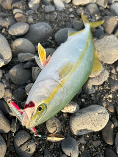 ワカナゴの釣果