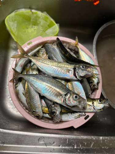 アジの釣果