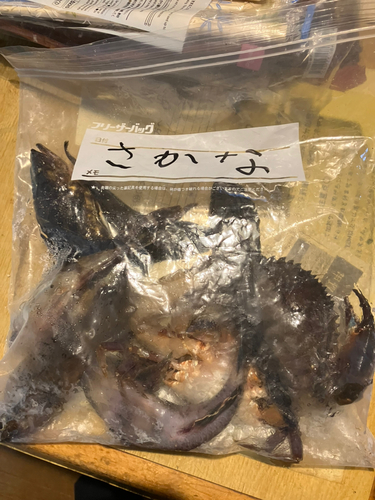 ウロハゼの釣果