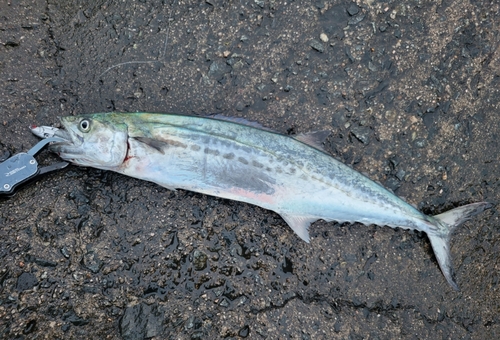 サゴシの釣果