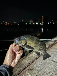 クロメバルの釣果