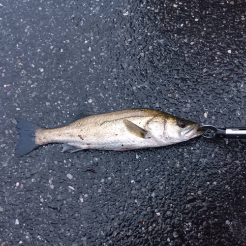 フッコ（マルスズキ）の釣果