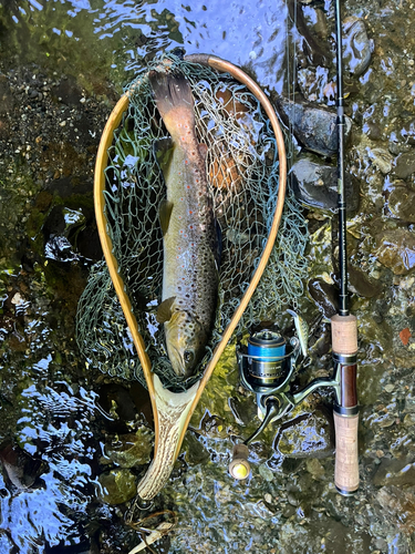 ブラウントラウトの釣果