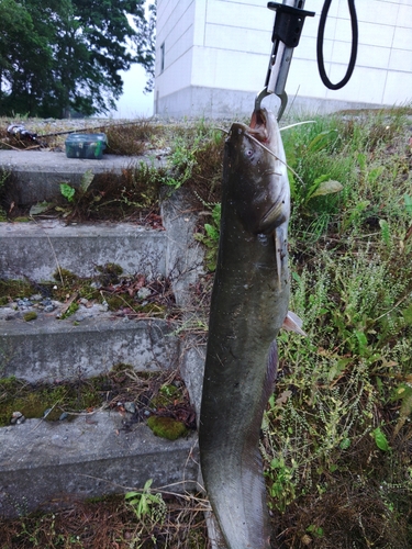 ナマズの釣果