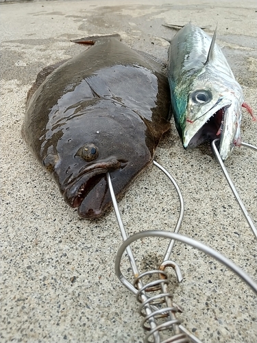 ヒラメの釣果