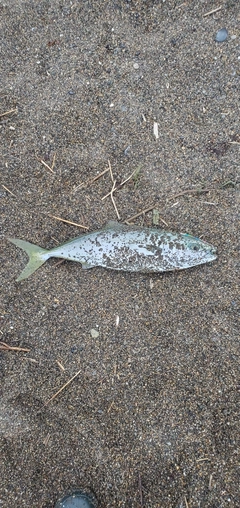 イナダの釣果